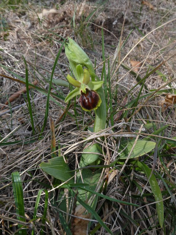 Ophrys sphegodes subsp. sphegodes